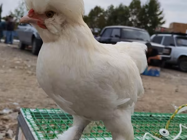 Chickens — Azerbaijan