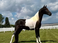 At, Tennessee Walking Horse — foto 2
