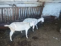 Goat, Goats — photo 2