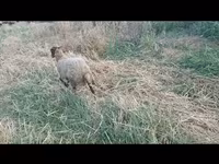 Sheep, Sheep — photo 2