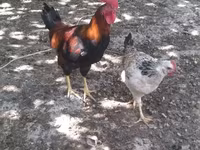 Chickens — photo 3