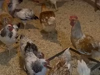 Chickens — الصورة 2