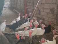 Turkeys — photo 3