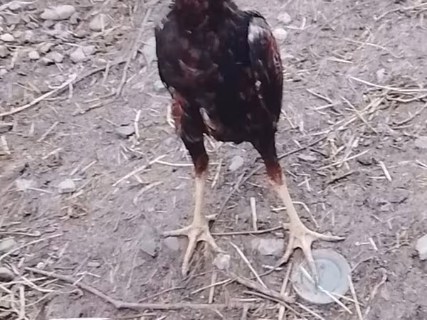 Chickens — Azərbaycan