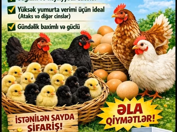 Chickens — Azərbaycan