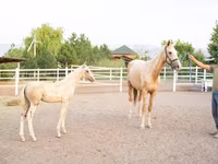 Yegua, Akhal-Teke — foto 2