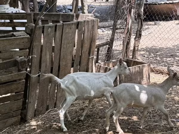 Goat, Saanen goat