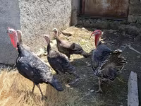 Turkeys — photo 4