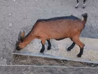 Коза, Alpine goat — фото 4