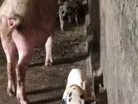 Säue, Schweine — Foto 6