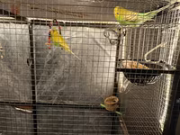 Böyük daxili quş volyeri 3 edet bulbul ikisi erkey biri disidir 2 cex — 照片 4