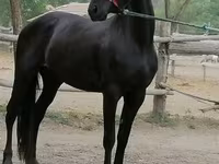 母马, Friesian — 照片 1