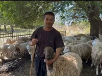 Sheep, Sheep — photo 4