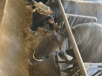 Buğa, Swiss cattle — foto 1