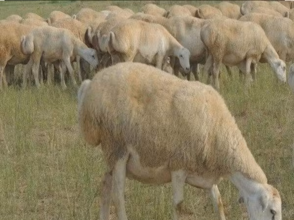 Sheep, Sheep — Azerbaijan