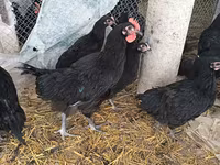 Australorp — foto 7