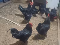 Australorp — foto 2