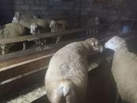 绵羊（批次，未指定性别）, Sheep — 照片 3