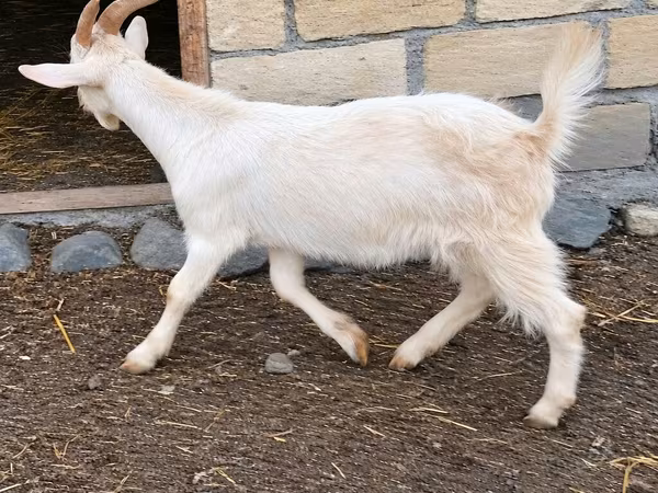 Goat, Goats — Azerbaijan