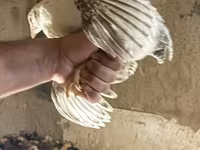 Chickens — photo 3