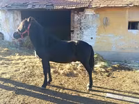 Horse (M), Horses — photo 2