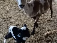 Baran, Dorper sheep — zdjęcie 4