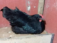 Australorp — photo 4