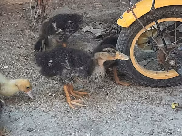 Ducks — Azerbaijan
