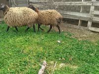 Sheep, Sheep — photo 5