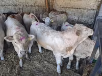 Býk, Charolais cattle — foto 2