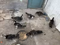 Ducks — photo 2