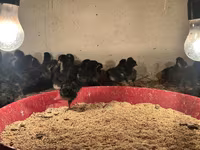 Australian Pit Game fowl — Foto 3