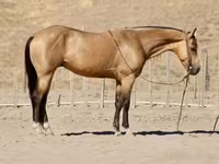 At, Quarter Horse — foto 2