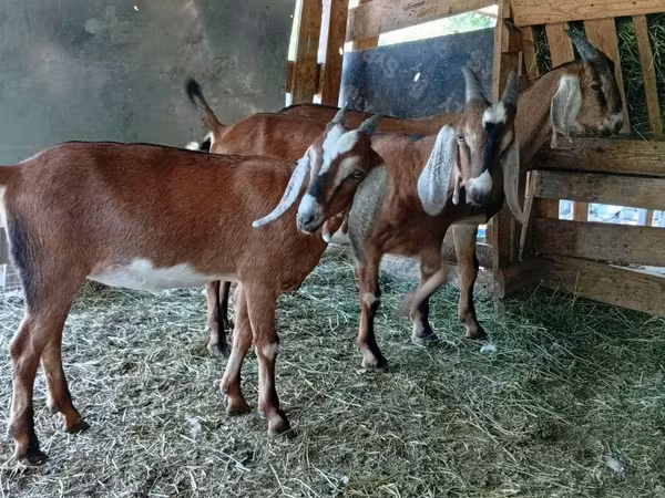 Bode, Cabras