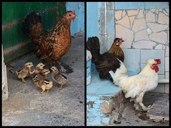 Yapon Bantam