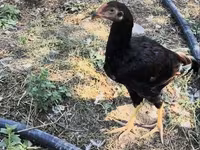 Chickens — photo 1