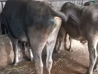 सांड, Russian Black pied cattle — फ़ोटो 8