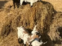 Cabra, Dutch Landrace goats — foto 4