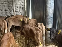 公牛, Cattle — 照片 3