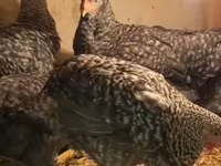 Slovenian Barred Hen — photo 2