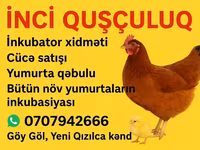 Chickens — foto 3