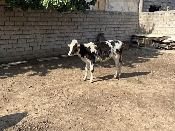 Bydło (partia, płeć nieokreślona), Russian Black pied cattle