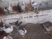 Chickens — الصورة 2