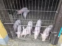 Чочколор (партия, жынысы көрсөтүлгөн эмес) — сүрөт 7