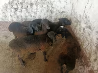 भेड़ें (लॉट, लिंग निर्दिष्ट नहीं), भेड़ — फ़ोटो 6