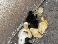 Ducks — zdjęcie 2