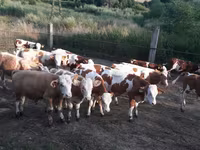 Bull, Simmental cattle — photo 4