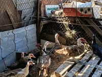 Ducks — photo 3