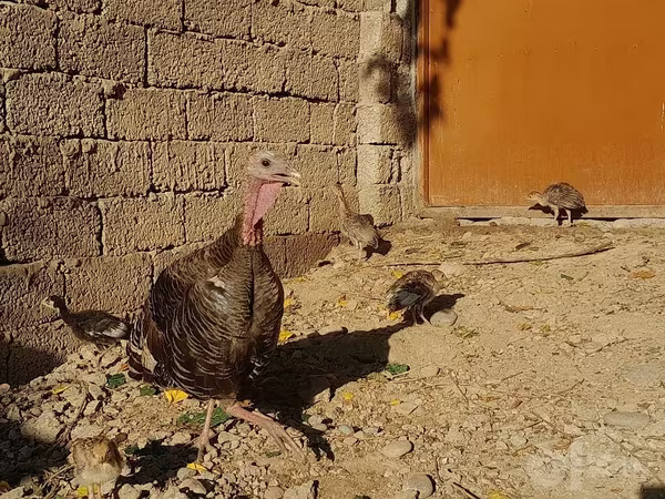 Slovenian Silver Hen