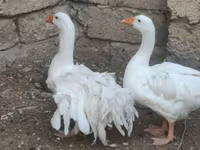 Geese — 照片 4